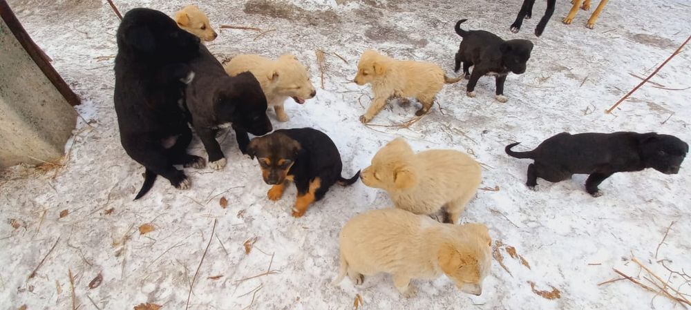 Дарю щенят!     .