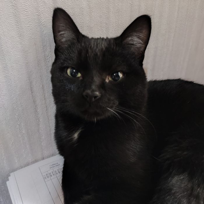 Заберите самого лучшего котика