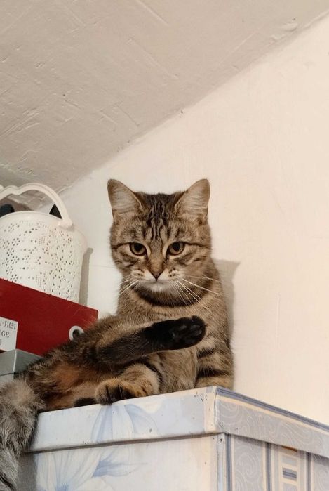 Отдам кошку в добрые руки