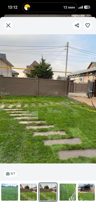 Газон дайын жерге койылатын