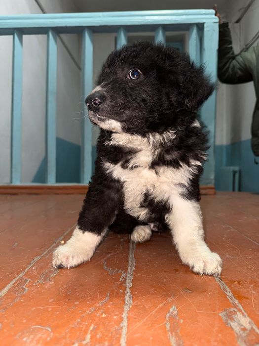 Щенок кабель ищет домик