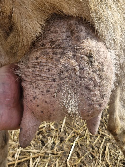 Țap banatean bun de monta