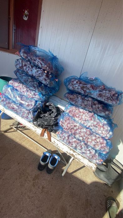 Oase pentru caini !!