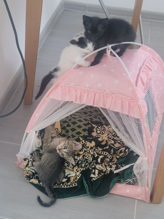 Ei nu cer mult... doar o canapea și multă iubire. Adoptă!