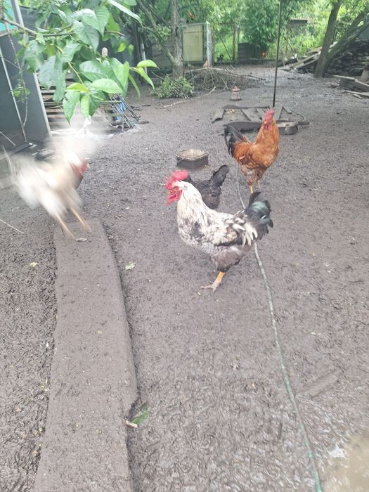 Vand urgent cocoși , Gainute si cocosei pitici