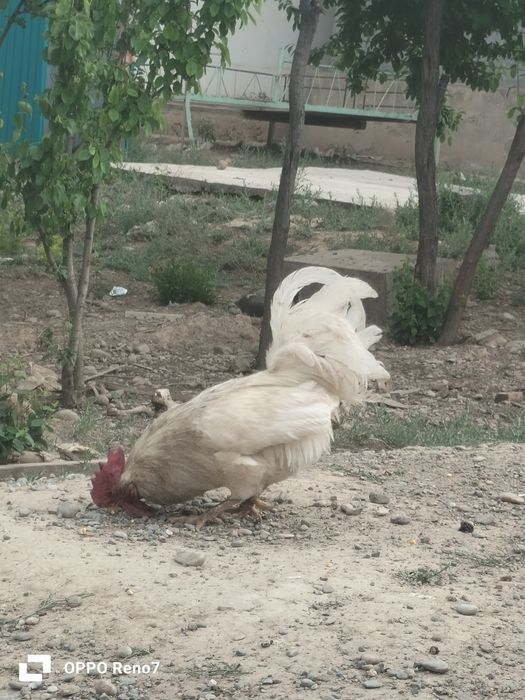 Қораз  сатылады.