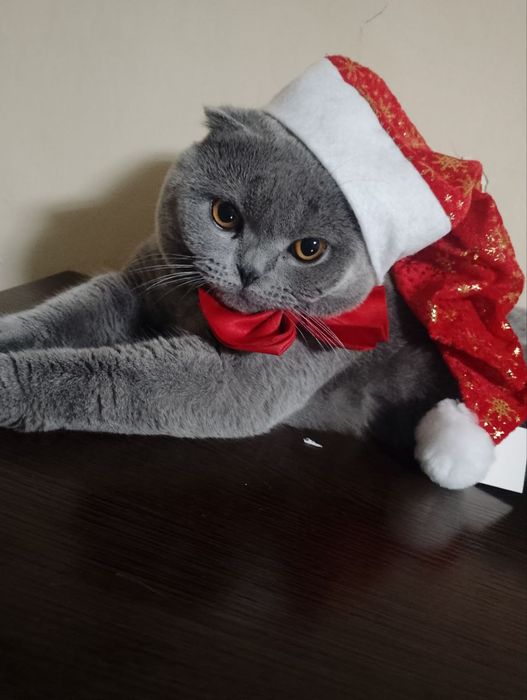 Мушук куёвлик килади