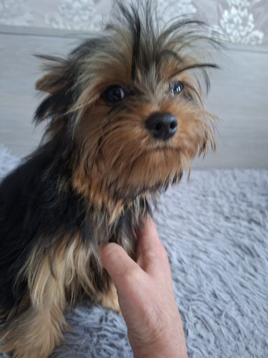 Продаю клубного щенка йорка