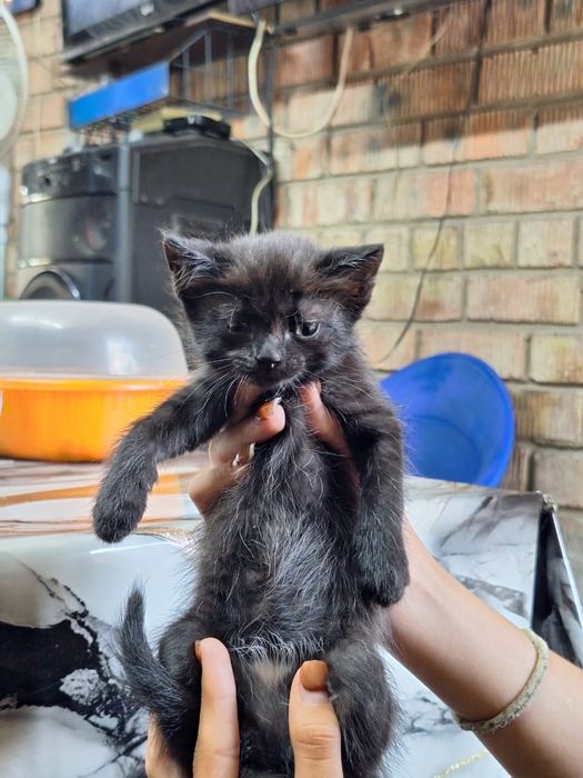 Пристраиваются котята !!!