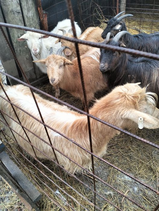 Capre tinere 1–4 ani de vânzare