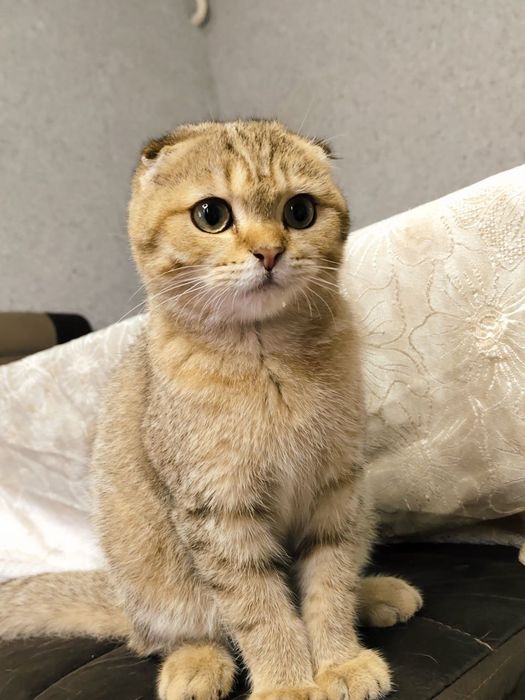 Shaxsiy uy qurilishi jinsiy aloqani onlayn tomosha qiling