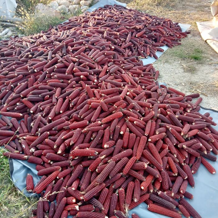 Porumb roșu vișiniu