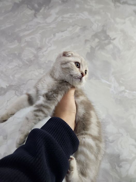 Skotish fold sotiladi qiz mushukcha