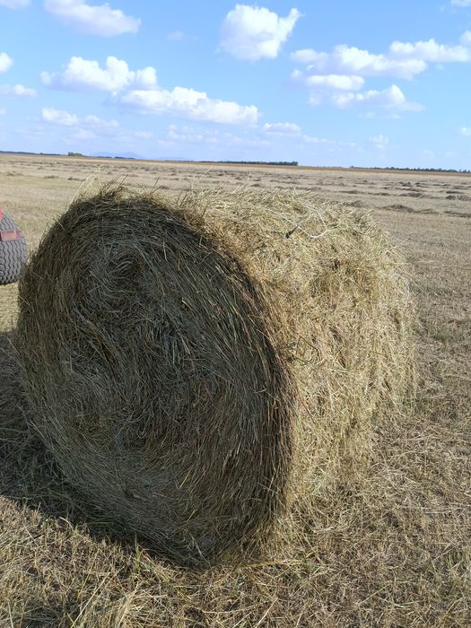 Продам сено рядом с Кокшетау