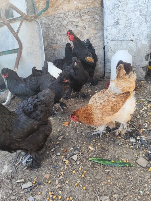 Găini moțate și tineret . Preț antre 60 de roni și 250 de roni
