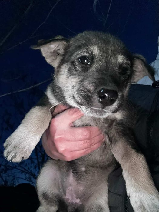 Ищем дом для щенят