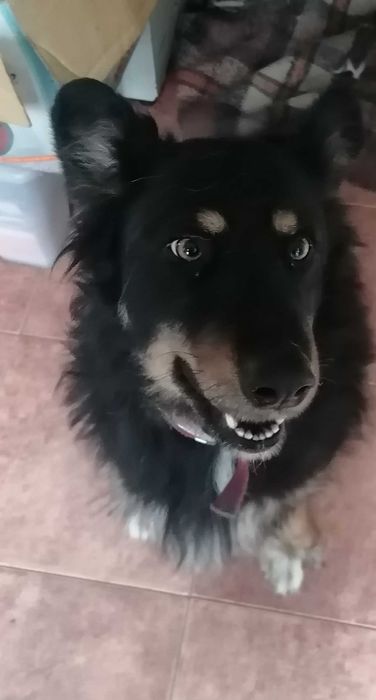 Ofer spre adoptie doua cateluse