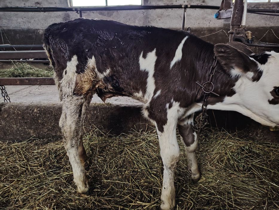 Vând viței, mai multe detalii la nr. Tel. 0770517047