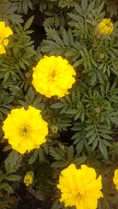 Питуния с теплицы 150 тг.