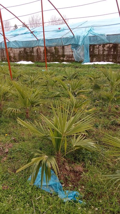 Manzara uchun koʻchatlar har hil