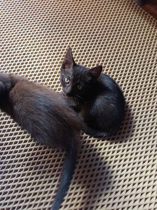 Отдам котят в добрые руки