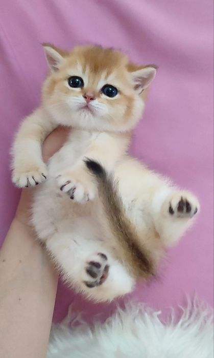 Мальчик золотая шиншилла британец