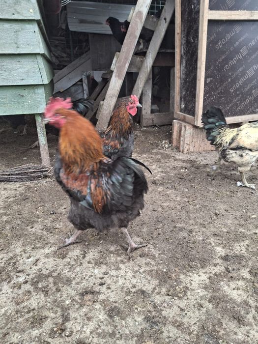 Cocoși de rasa de vanzare