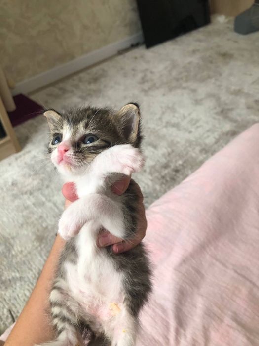 Кошки котята даром в добрые руки