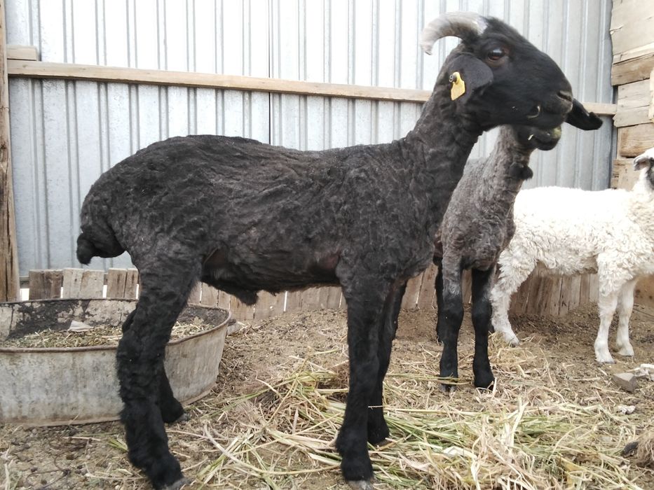 Тоқтылар сатылат