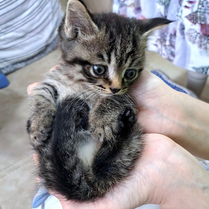 Манчкин-крошки котята