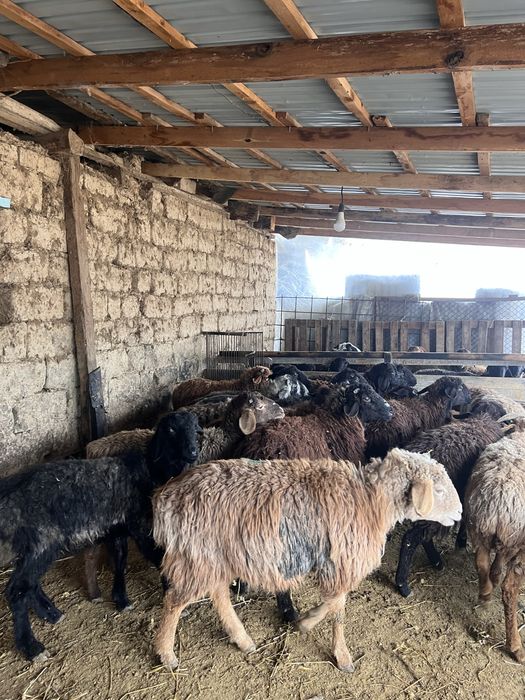 Кошкары на откорм