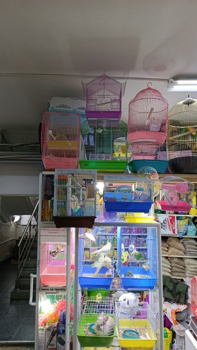 Домашние питомцы