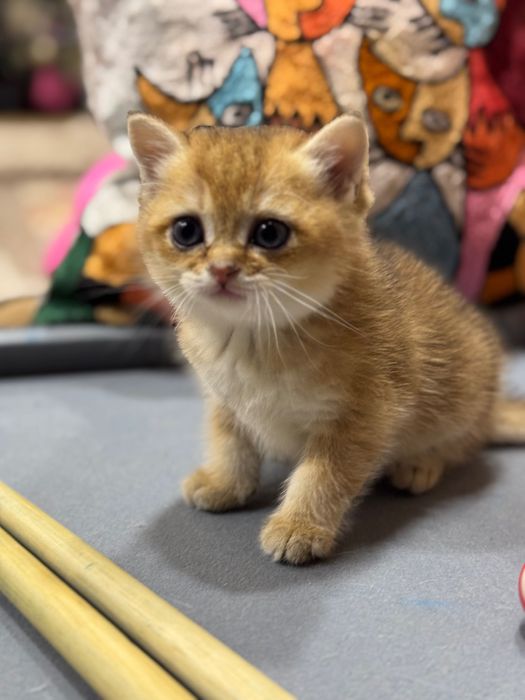 Продаются котята британ и фолд