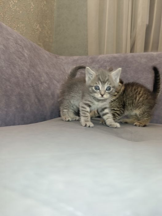 Котята Британские