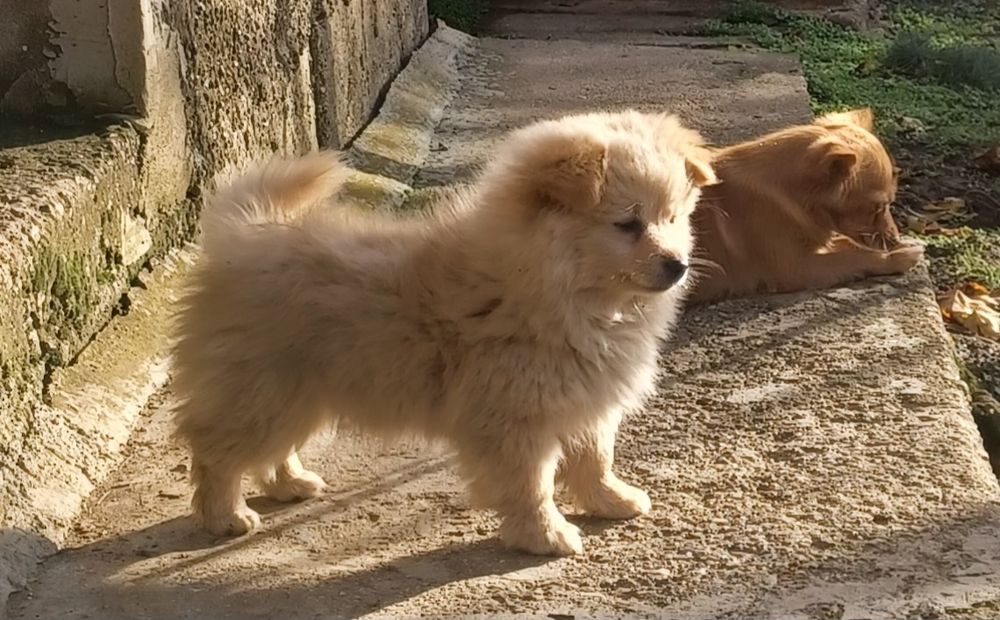 Малки пухкави кученца