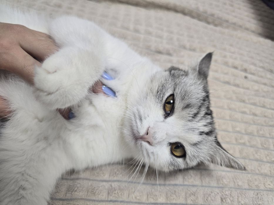 Кошка по кличке Пушок