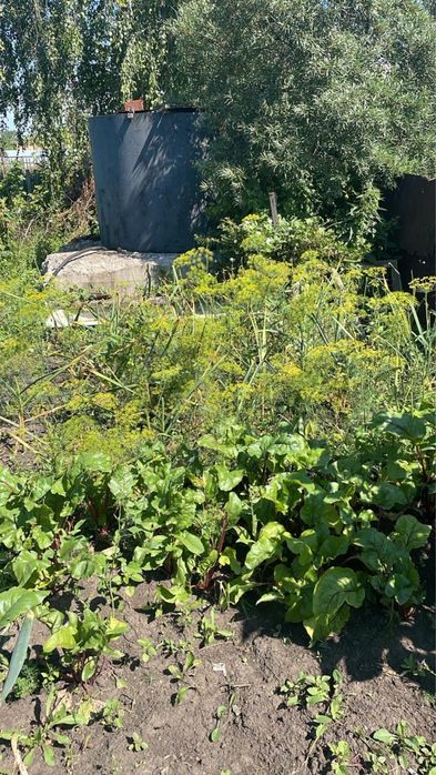 Продам дачу , СТ «Дружба»