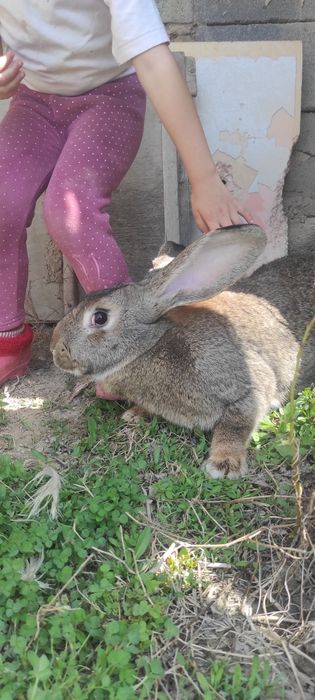 Крольчата, кролики