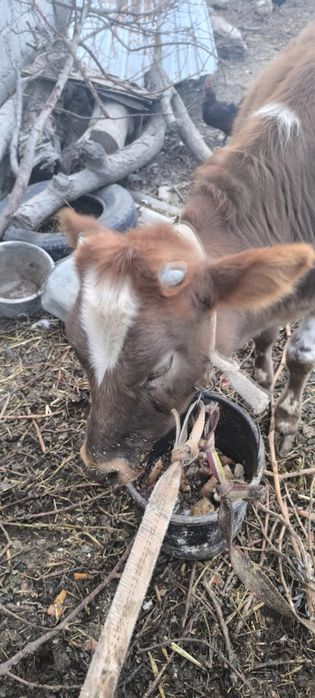 Гунажин сотилади...