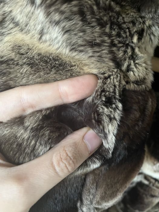 Шуба Шиншилла 48 р-р