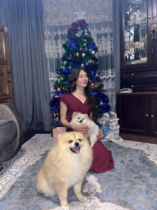 Шпицы немецкие девочки