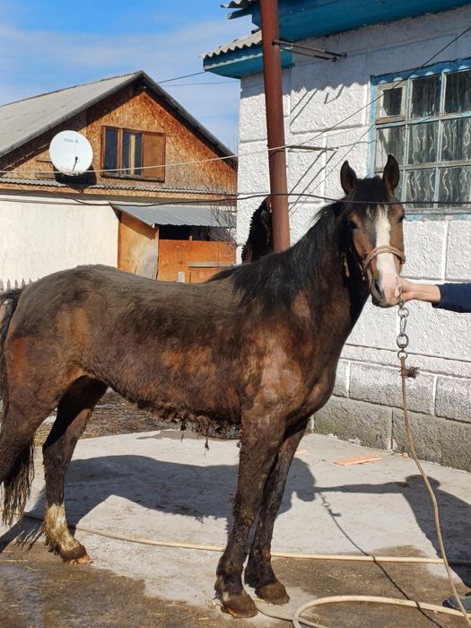 Байтал  сатылады