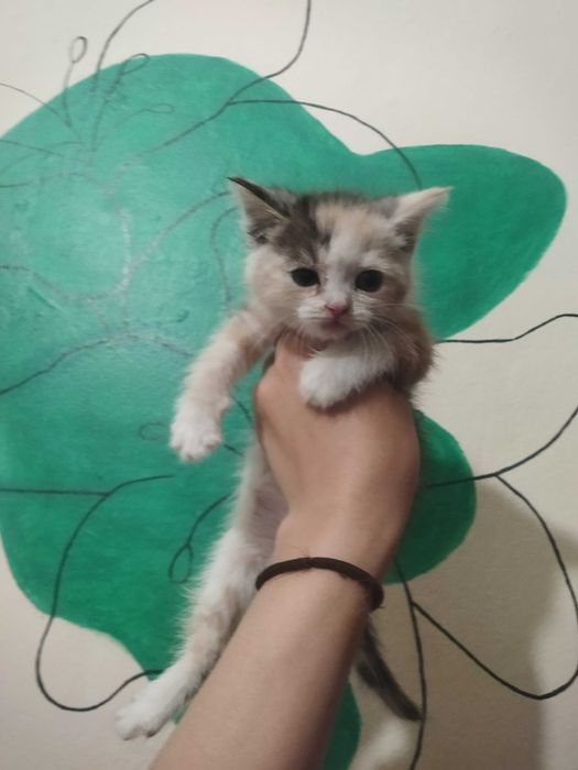 Котенок в добрые руки