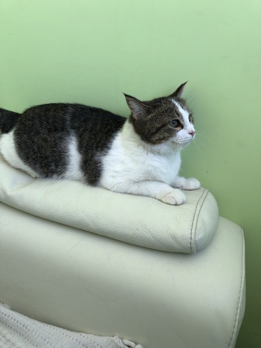 Любимые животные