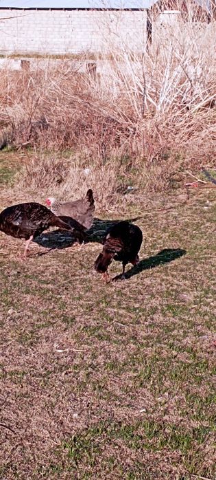 Продаются индюшки