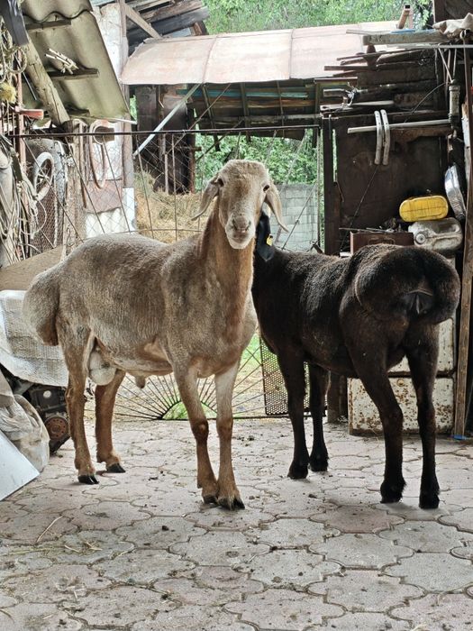 Арашан Кошкар линия Корабль
