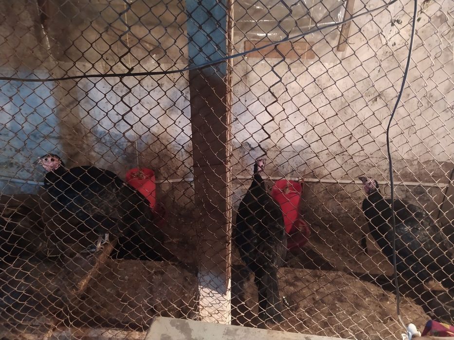 Induklar tuxumi sotiladi