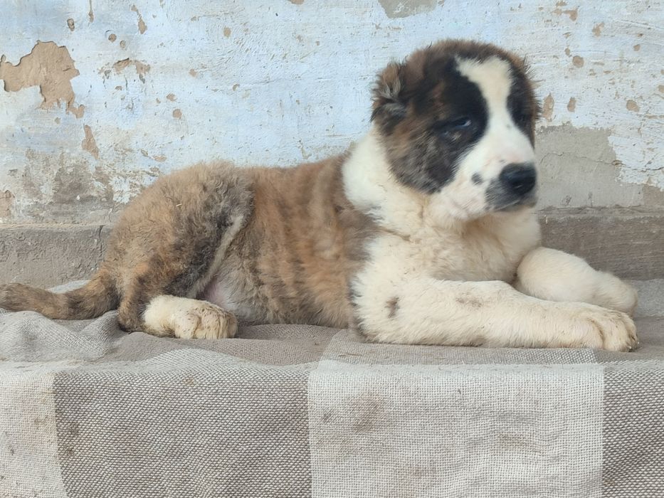 Крупные породные кобели Алабая