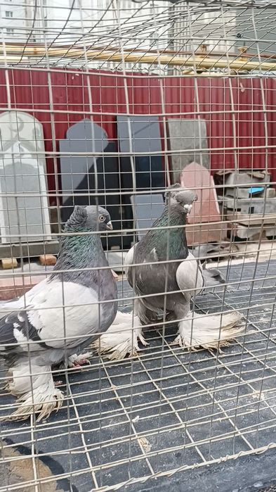 Голуби пара удов