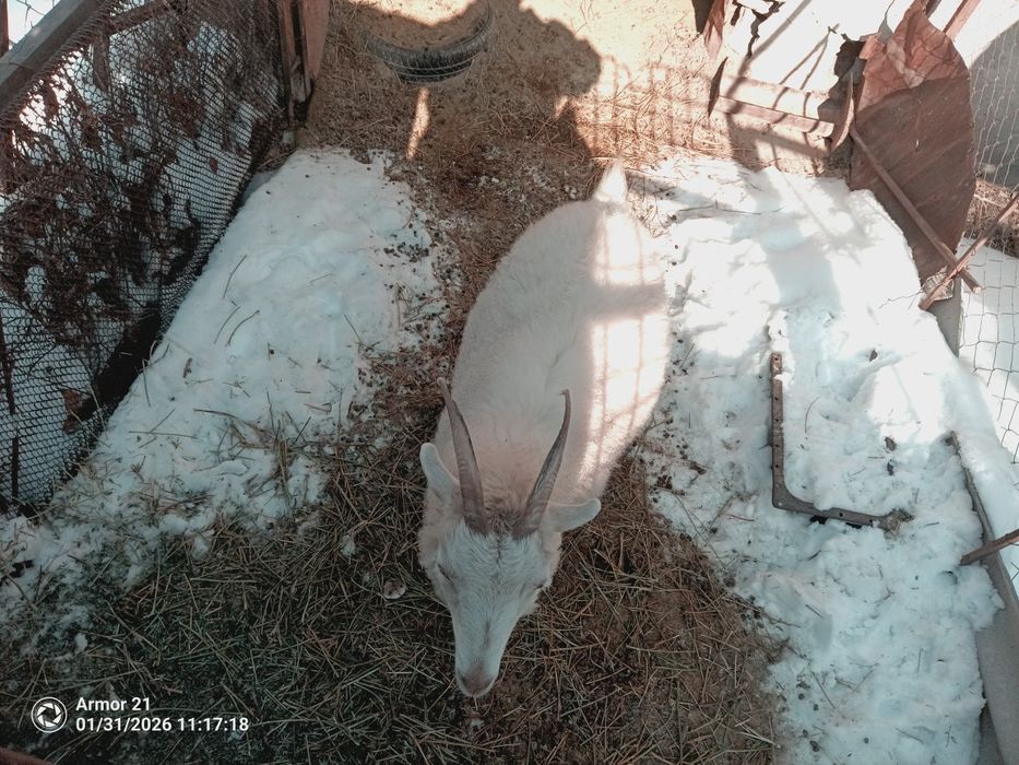 Продам козу, было 2 акота